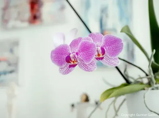 Eine lila Orchidee und im Hintergrund sieht man verschwommen Bilder an der Wand