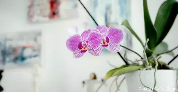 Eine lila Orchidee und im Hintergrund sieht man verschwommen Bilder an der Wand